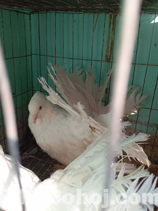 এক জোড়া (লক্ষা) রানিং এডাল্ট
